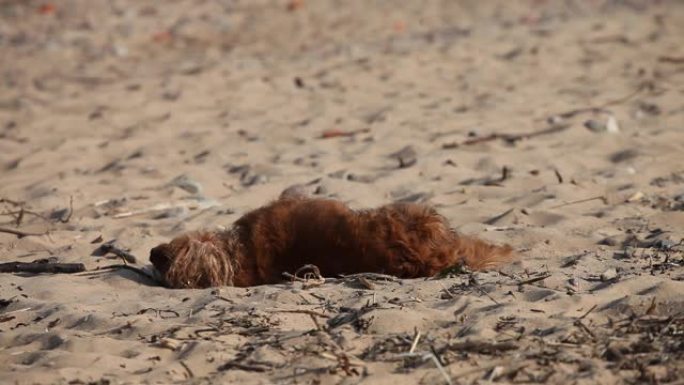 棕色小狗在沙滩上沉溺