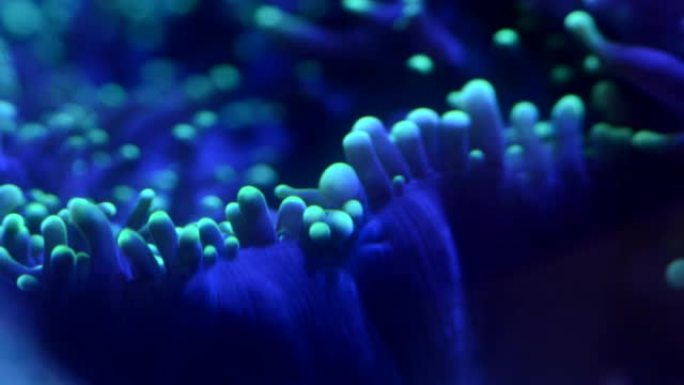 特写绿色多毛蘑菇珊瑚的息肉，延时4k视频。