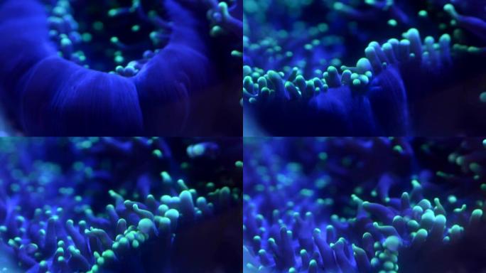 特写绿色多毛蘑菇珊瑚的息肉，延时4k视频。