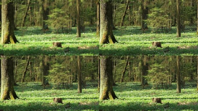 在古老的森林里都是雪花莲高清1920x1080