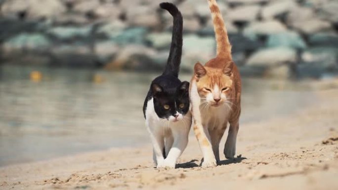 两只恋爱中的猫沿着海滩散步