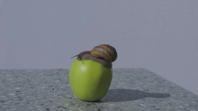 一只蜗牛正爬在一个苹果上。蜗牛在青苹果上。蜗牛在苹果上的特写。