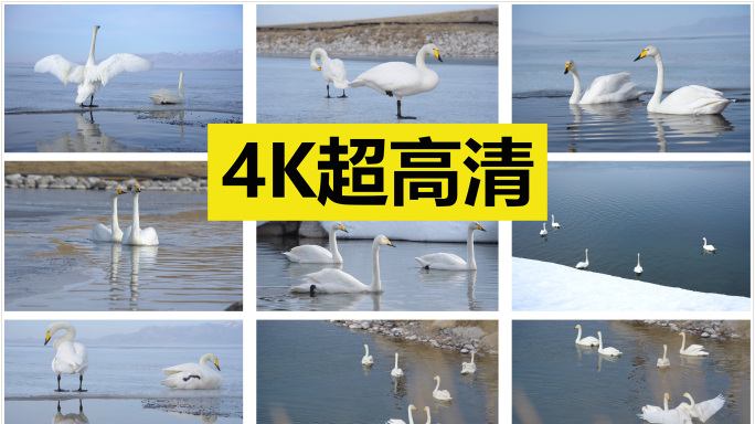 赛里木湖的白天鹅 原创4K
