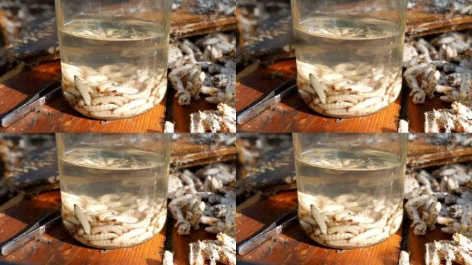 养蜂人收集幼虫蜡蛾咬蜂窝。蜂蛾医学，传统医学。