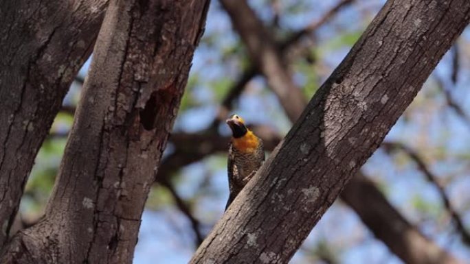 campo闪烁 (Colaptes campestris) 啄木鸟在巢旁四处张望。