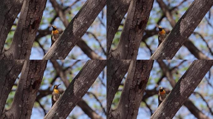 campo闪烁 (Colaptes campestris) 啄木鸟在巢旁四处张望。