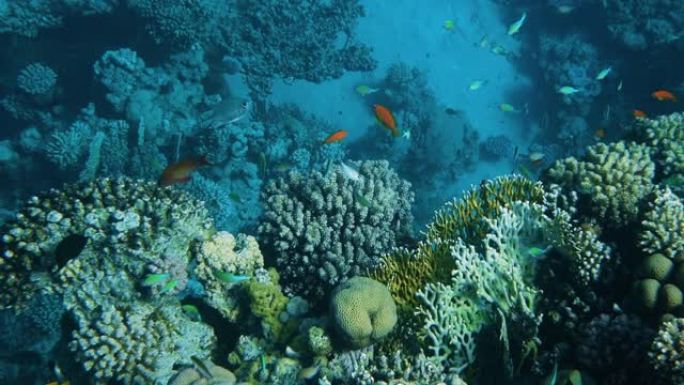 珊瑚礁与海鱼水下海景