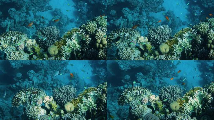珊瑚礁与海鱼水下海景