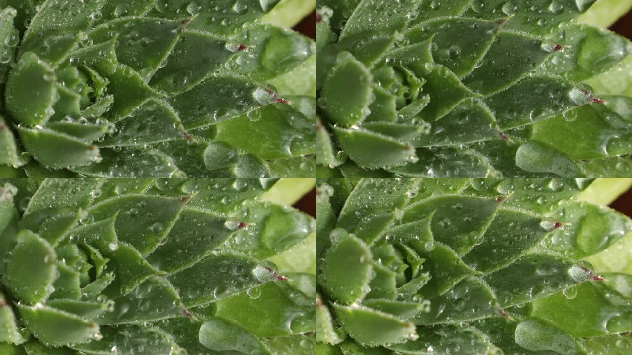 水露落在植物的绿叶上