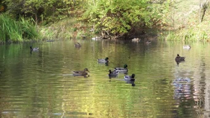 秋天，野鸭在彩色树木的背景下在水中游泳。水中的野生灰鸭。野鸭在野外