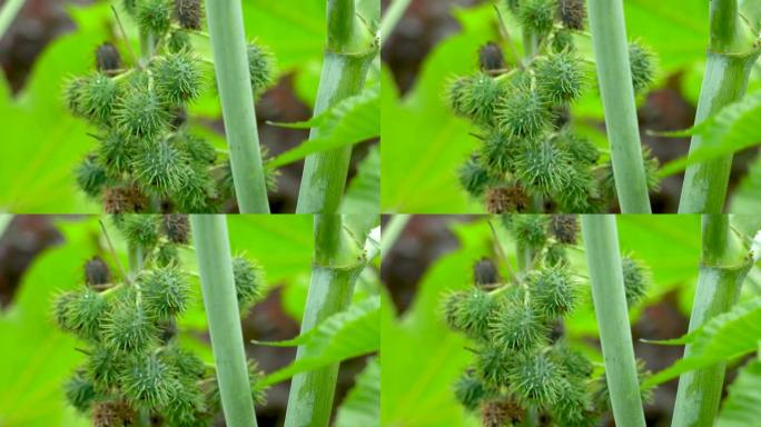 蓖麻籽是蓖麻毒素的来源。蓖麻籽或蓖麻油植物，大戟科多年生开花植物的一种