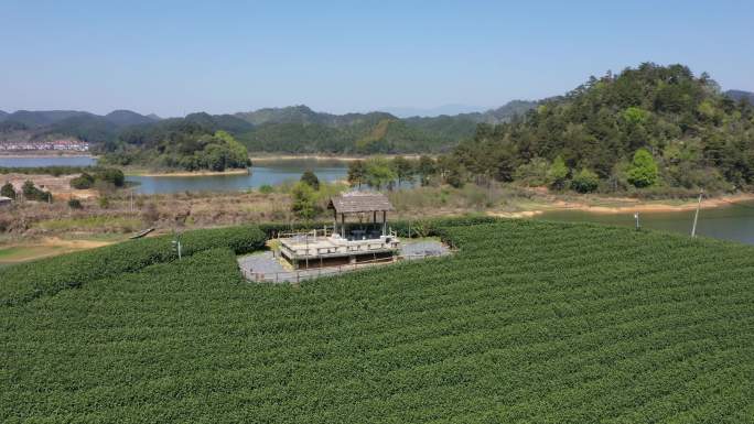 千岛湖抹茶庄园