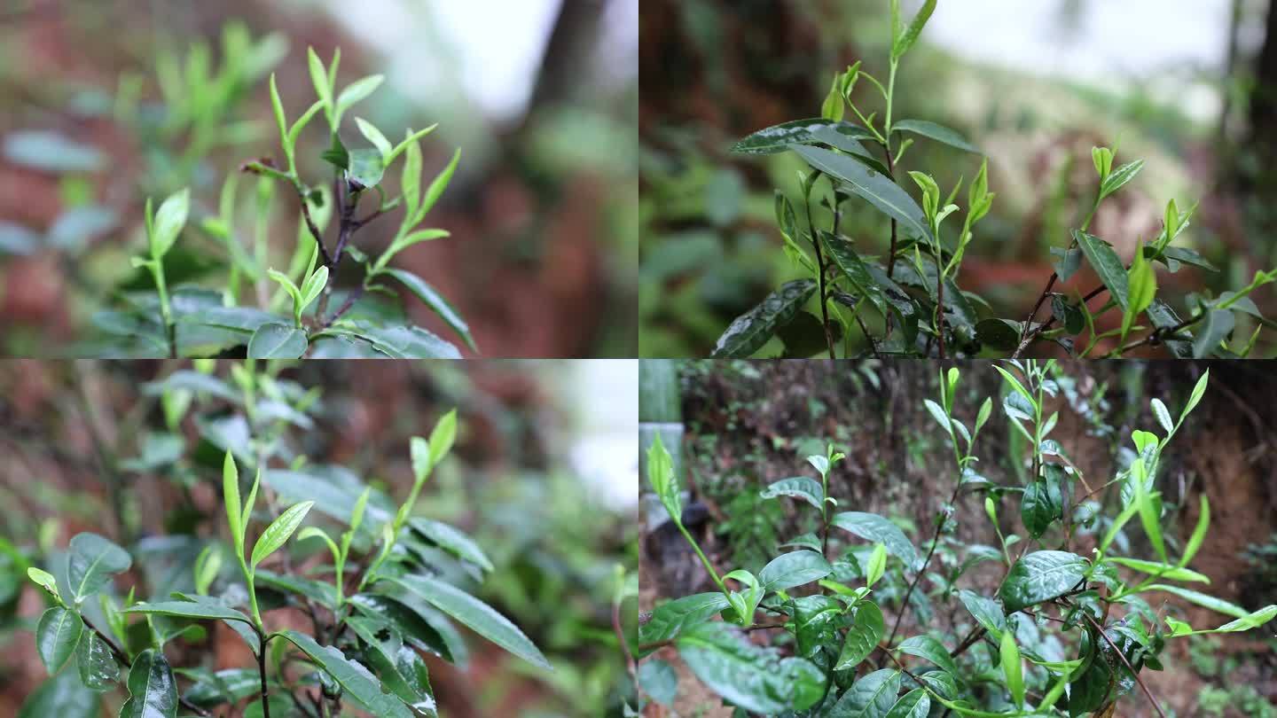 清明谷雨茶野生自然生长茶叶春茶