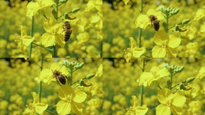 春天，蜜蜂在油菜花中忙碌的慢动作。近距离蜜蜂在春季田间的黄色油菜花上收集花蜜。叶子上的大黄蜂。极端特