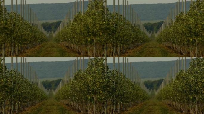 人工林青苹果幼树的概况