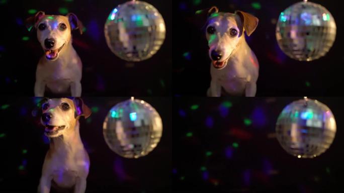夜总会里可爱的迪斯科派对狗。深色背景，配有迪斯科灯光和旋转迪斯科球。