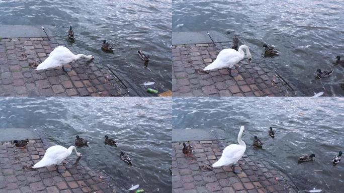 环境意识概念。白天鹅和鸭子在肮脏的水中游泳。城市中的河流或湖泊的堤防被污染。野生动物中的动物和鸟类。