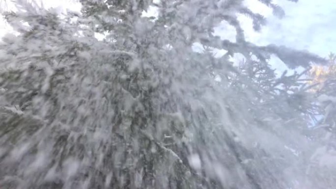 从森林中的针叶树上落下的雪很慢。