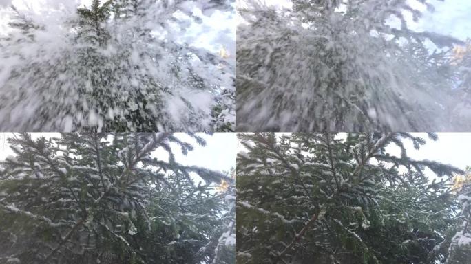 从森林中的针叶树上落下的雪很慢。