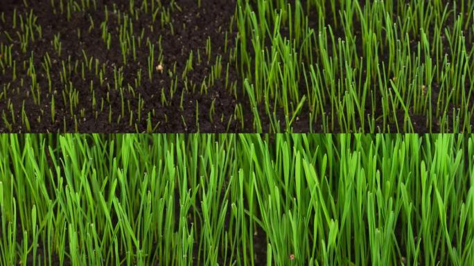 新鲜的绿草生长嫩芽生长动画绿草延时