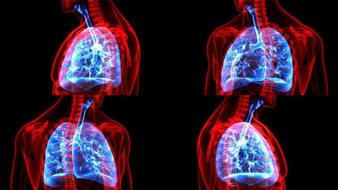 人体呼吸系统肺解剖动画概念