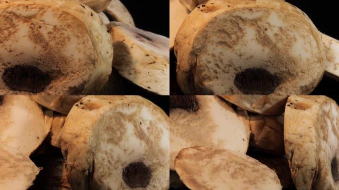 蘑菇的宏观镜头