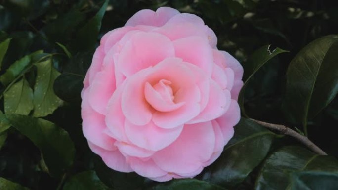 粉红色玫瑰像花的特写