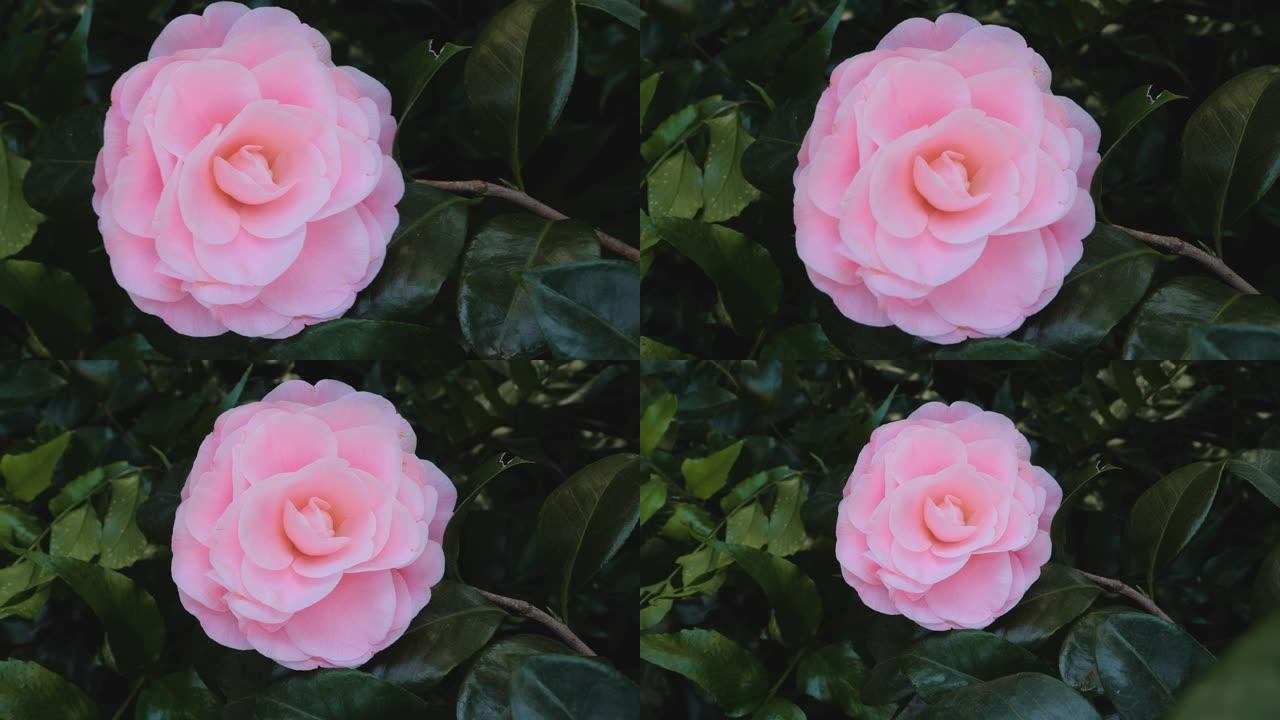 粉红色玫瑰像花的特写
