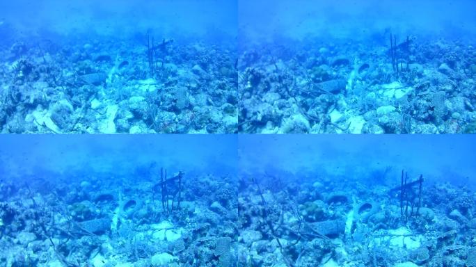 珊瑚生命加勒比海博内尔岛水下潜水潜水员视频