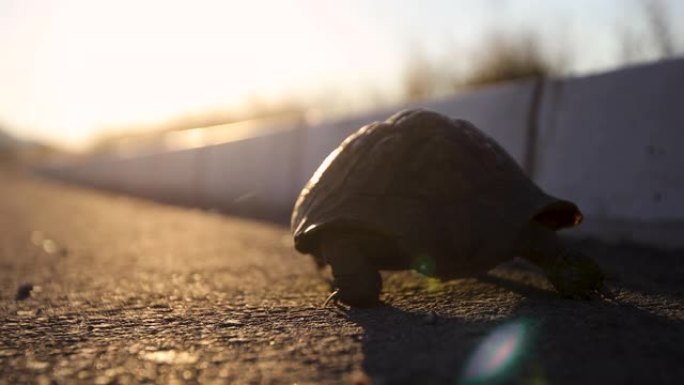 日落时路上的乌龟