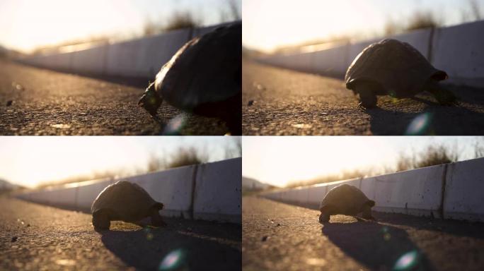 日落时路上的乌龟