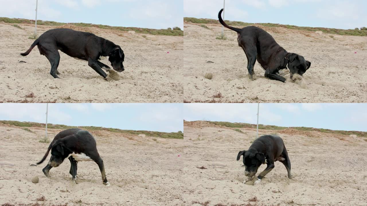 有趣的时刻，一只狗在沙滩上挖球并摔倒了