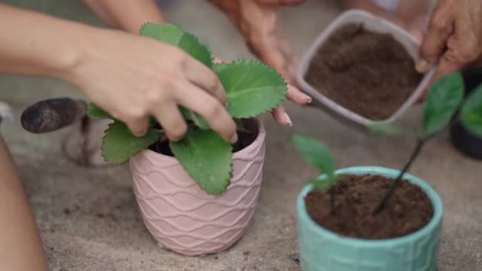 照顾植物的人