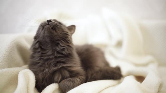 美丽的灰色蓬松的猫在沙发上打哈欠有趣。