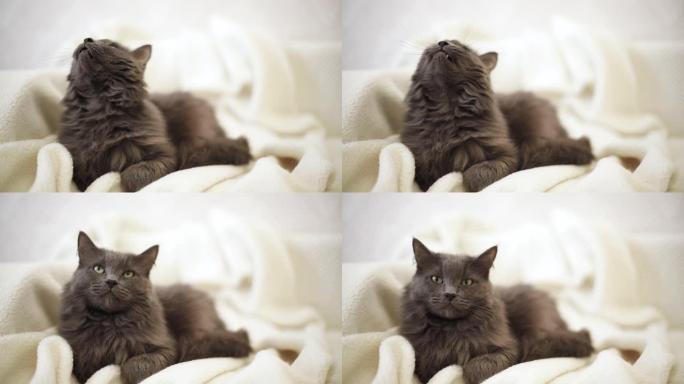 美丽的灰色蓬松的猫在沙发上打哈欠有趣。