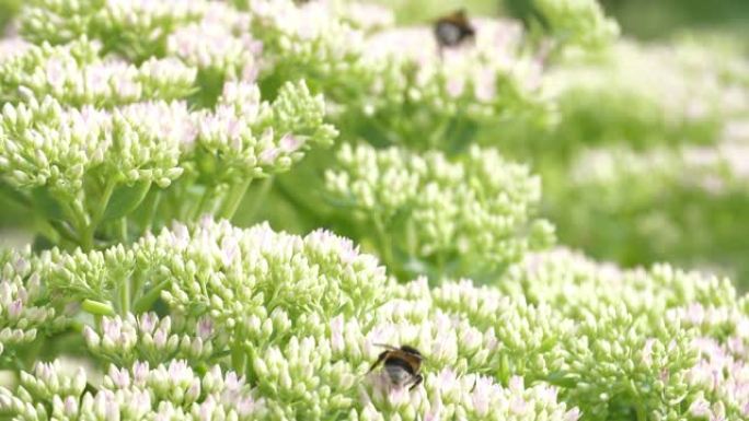 花园花蜂的镜头实拍视频春季花海夏季夏日
