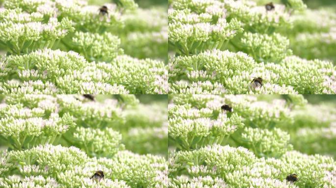 花园花蜂的镜头实拍视频春季花海夏季夏日