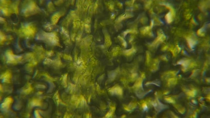 显微镜下的叶绿体。细胞分裂。细胞结构。细胞分裂。显微镜下显示植物细胞的叶面视图。病毒感染。显微镜下的