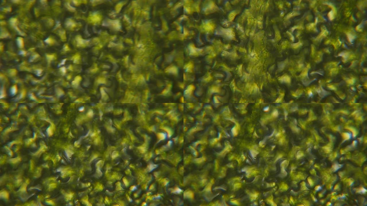 显微镜下的叶绿体。细胞分裂。细胞结构。细胞分裂。显微镜下显示植物细胞的叶面视图。病毒感染。显微镜下的