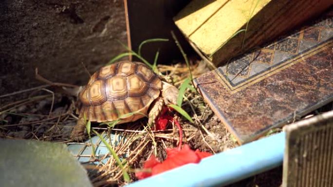 小苏卡塔乌龟的4k视频正在吃红花和草。