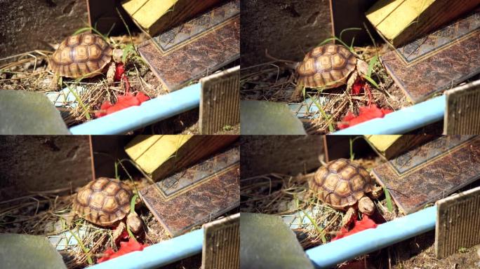 小苏卡塔乌龟的4k视频正在吃红花和草。