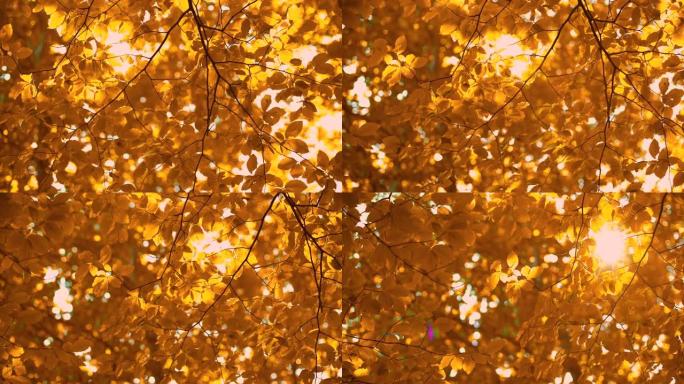 秋叶。灿烂的阳光穿过金色的秋天树和鸟儿的哨声