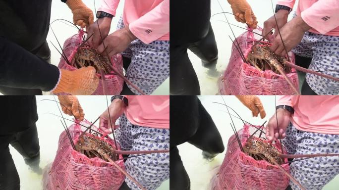 加勒比海渔夫男子在常规季节将龙虾放在新鲜捕获的多刺龙虾麻袋中，以在委内瑞拉收获龙虾LOS ROQUE
