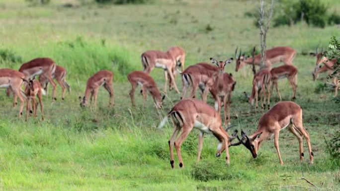 黑斑羚在南非的热带草原上战斗。大自然中的黑斑羚小群-动物概念镜头-特写镜头