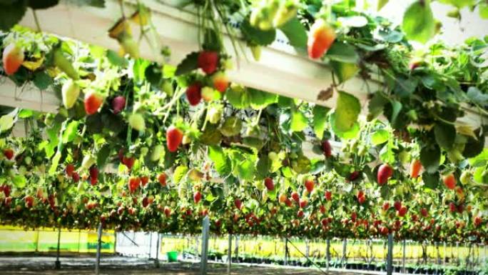 草莓种植园在一个现代温室，架子上的高架床在透明的塑料和网屋顶下，选定的焦点。4K