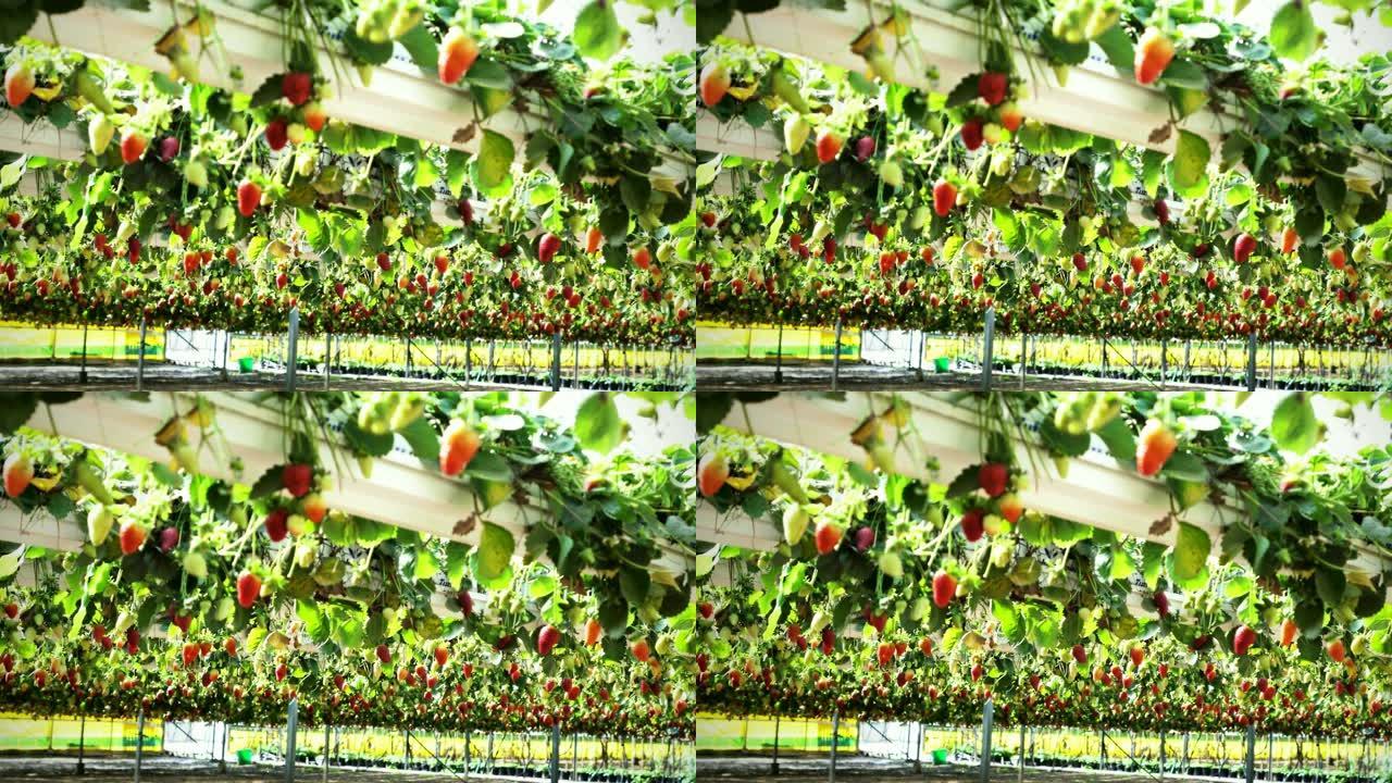 草莓种植园在一个现代温室，架子上的高架床在透明的塑料和网屋顶下，选定的焦点。4K