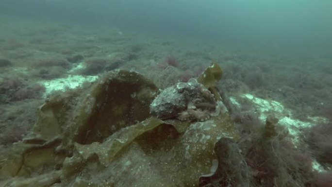 北方章鱼、角章鱼或卷曲章鱼 (eledoone cirrhosa) 坐在海带上