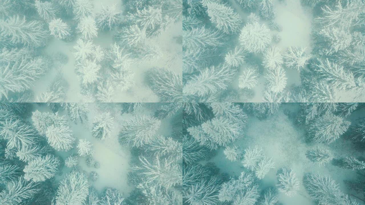 无人机拍摄了冬季暴风雪中的森林。从上方观看。由于有雾的情况，视频可能会包含噪音。