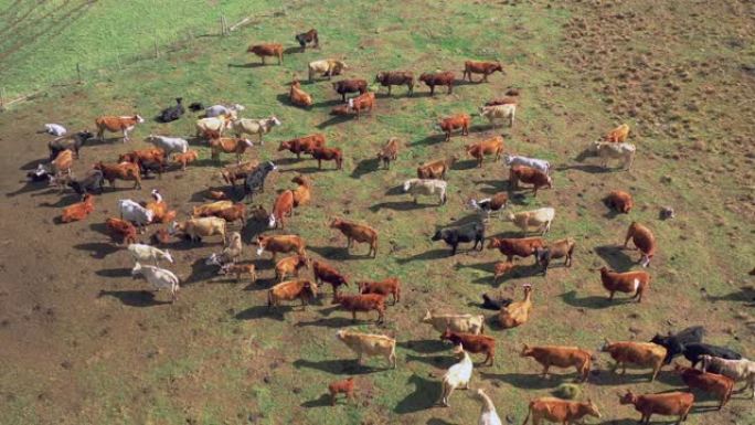 自上而下的空中建立在美丽的巴西牧场上放牧的牛群
