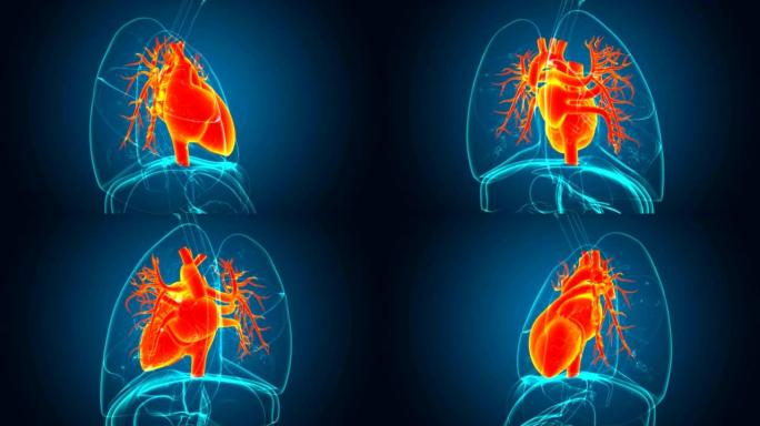 医学概念3D人体心脏解剖学